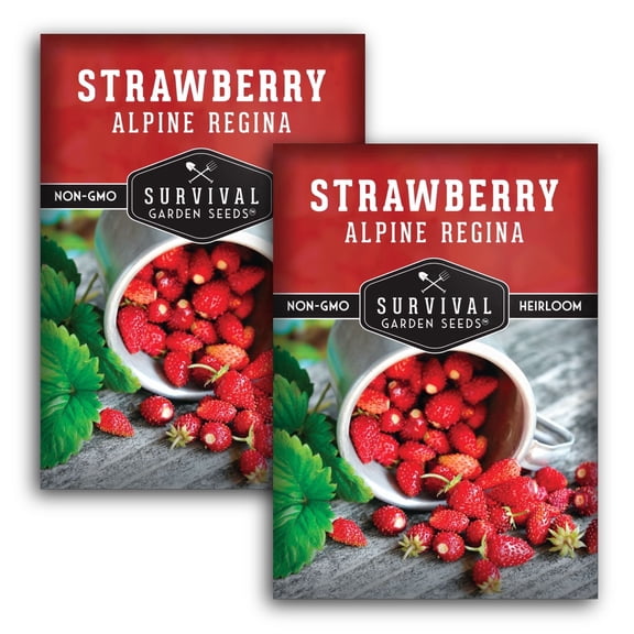Alpine Regina Strawberry Seeds - Perennial Partial Sun Fruit - 2 Packs