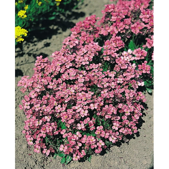 Alpine Rock Cress - Arabis ardensii 'Compinkie' - Quart Pot