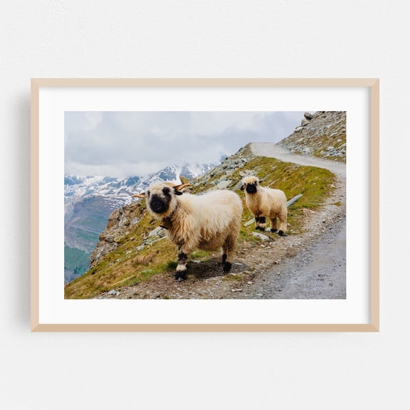 Alpine Sheep - Zermatt Valais Switzerland Photography Mountain Nature Landscape Rural Scenic Farmhouse Oak Framed Wall Art Print 5 x 7 inches