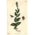 thumbnail image 1 of Alpine Speedwell, Wormskiold'S Var, Veronicaa Poster Print By ® Florilegius Mary Evans (18 X 24), 1 of 4