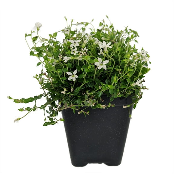 Alpine White Star Creeper - Isotoma - 2.5" Pot - Fairy Garden/Outdoors