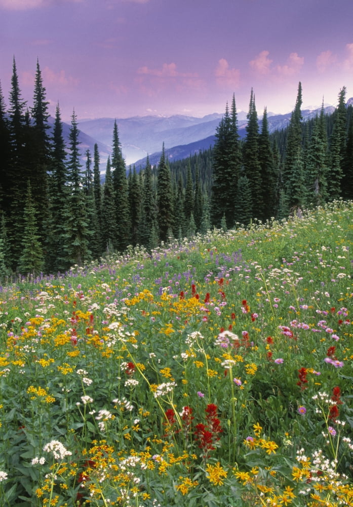 Alpine Wildflower Meadow Mount Revelstoke National Park British Columbia Canada Canvas Art - Darwin Wiggett Design Pics (11 x 16)