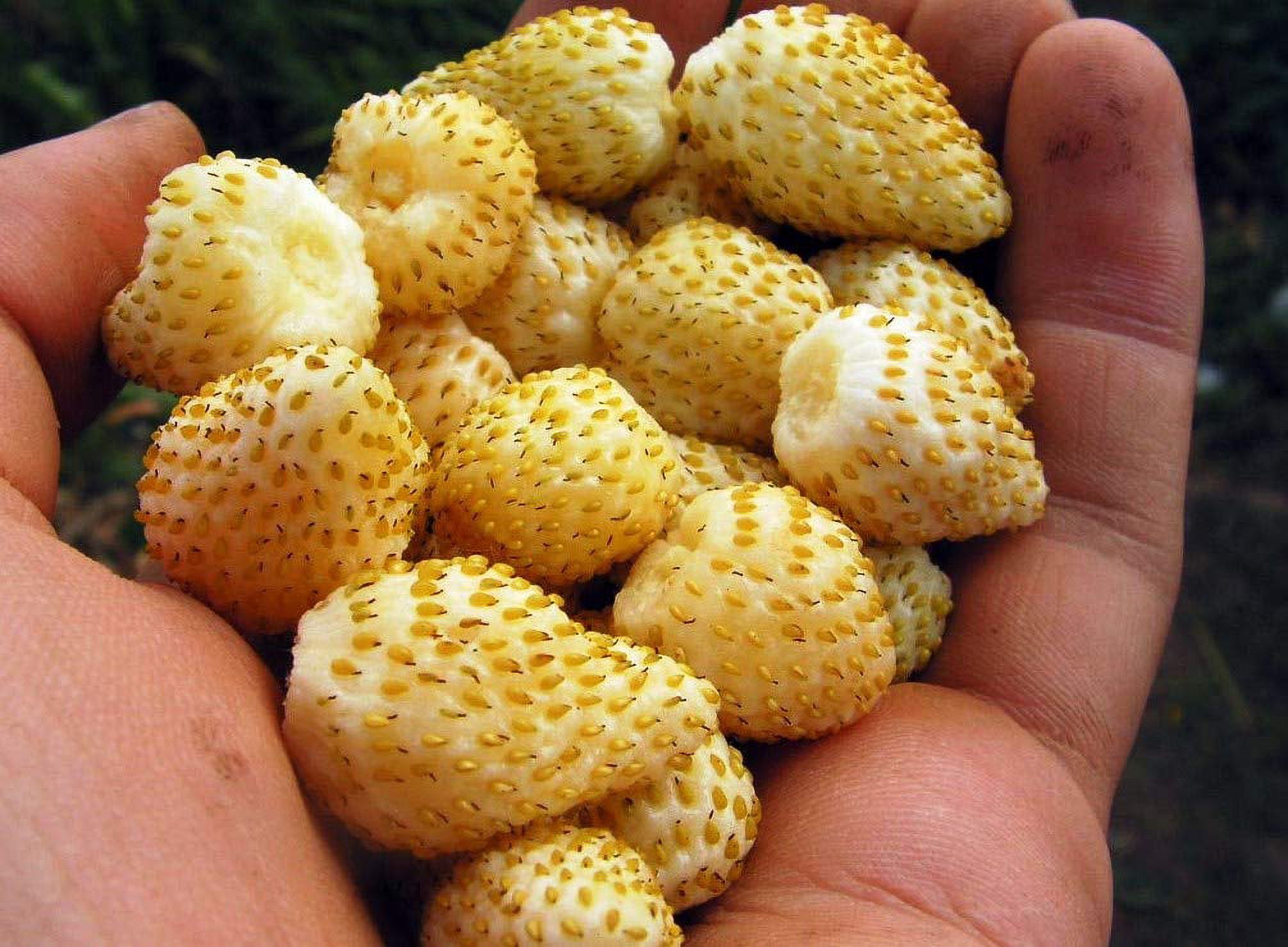Alpine Yellow Wild Strawberry MMF7 Seeds for Planting About 120 Seeds