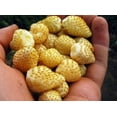 Alpine Yellow Wild Strawberry MMF7 Seeds for Planting About 120 Seeds