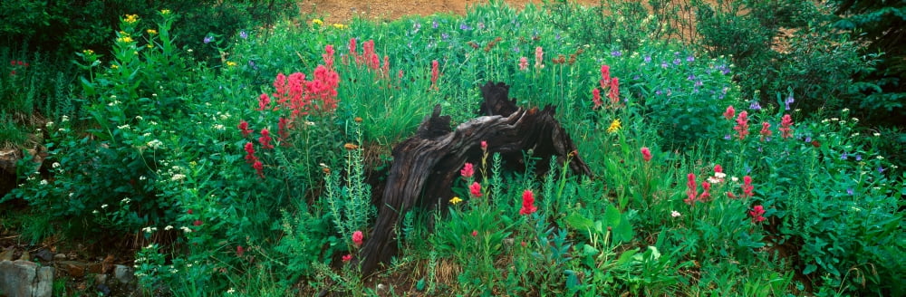 Alpine flowers in Yankee Boy Basin Ouray Colorado Canvas Art - Panoramic Images (36 x 12)