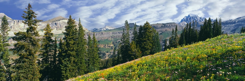 Alpine flowers in a field Forget-Me-Not Lakes Grand Teton National Park Wyoming USA Canvas Art - Panoramic Images (27 x 9)