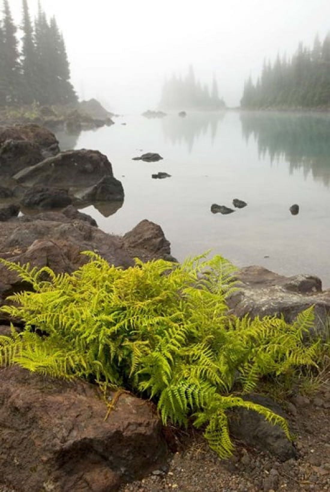 Alpine lady fern Garibaldi Lake British Columbia Canvas Art - Paul Colangelo DanitaDelimont (18 x 26)