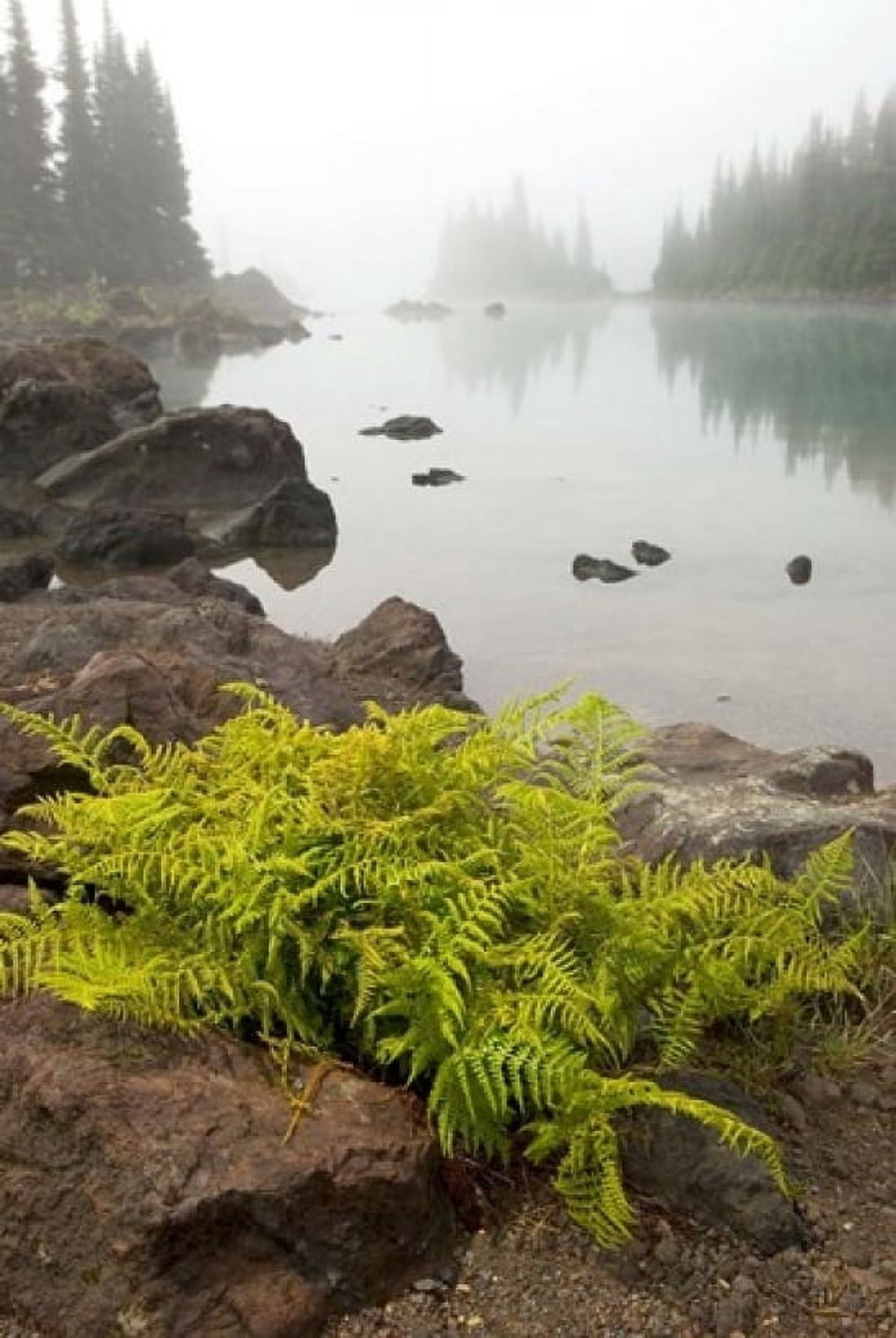 Alpine lady fern Garibaldi Lake British Columbia Canvas Art - Paul Colangelo DanitaDelimont (24 x 36)
