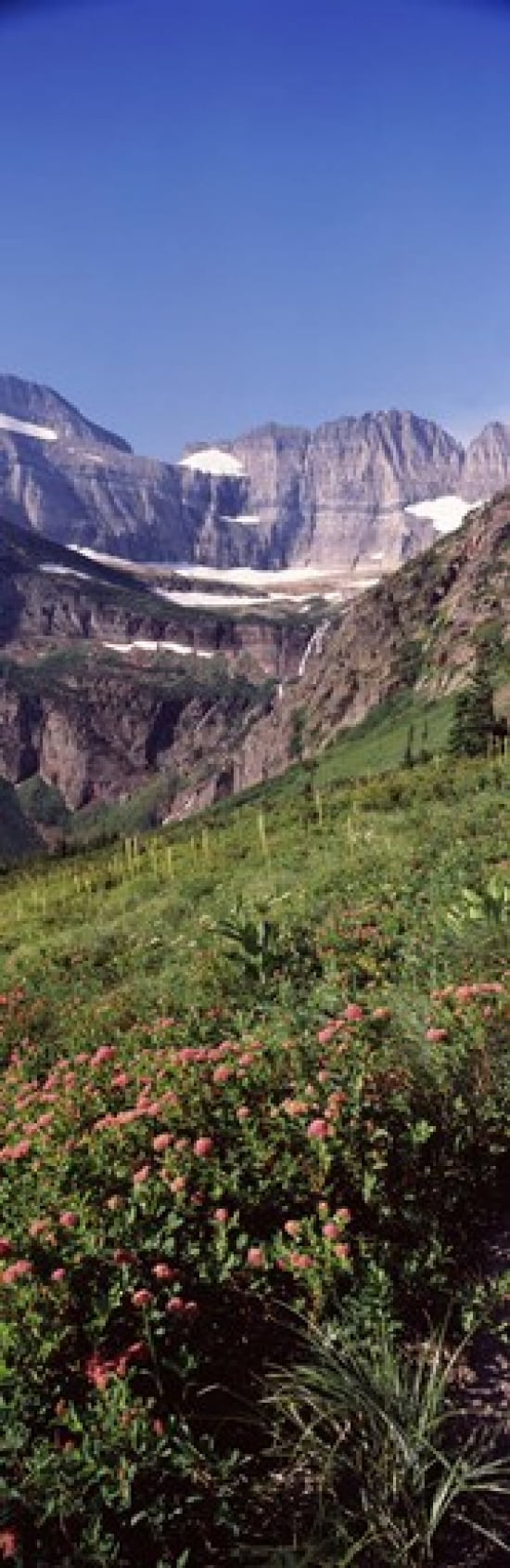 Alpine wildflowers on a landscape US Glacier National Park Montana USA Canvas Art - Panoramic Images (36 x 12)