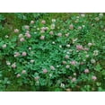 thumbnail image 1 of Alsike Clover Seed - 10 Lbs., 1 of 1