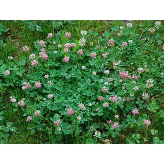 Alsike Clover Seed - 10 Lbs.