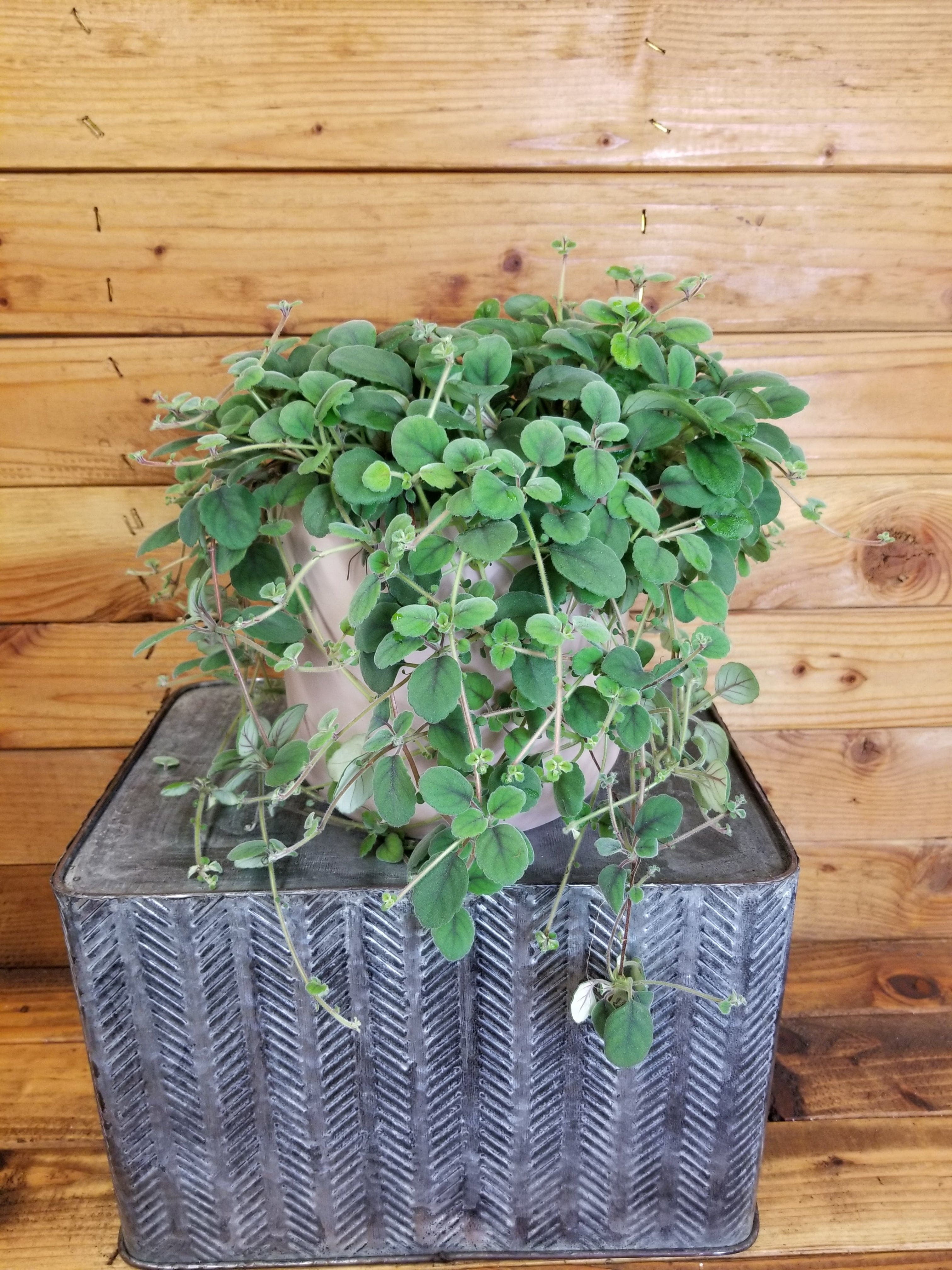 Alsobia Dianthiflora Lace Flower, 6" Plant, The Plant Farm