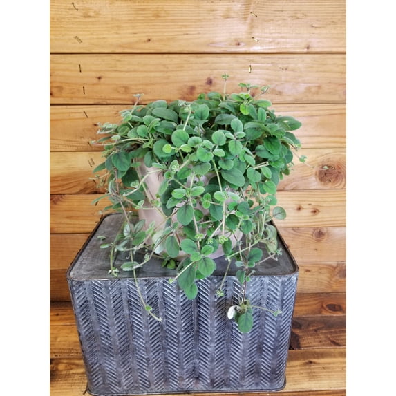 Alsobia Dianthiflora Lace Flower, 6" Plant, The Plant Farm