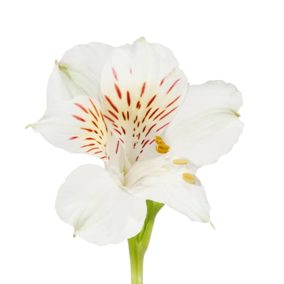 Alstroemeria 150 Stems of White Farm Direct Fresh Cut Flowers by Bloomingmore