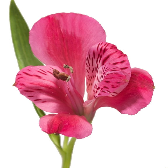 Alstroemeria 50 Stems of Hot Pink Farm Direct Fresh Cut Flowers by Bloomingmore