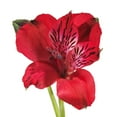 thumbnail image 1 of Alstroemeria 50 Stems of Red Farm Direct Fresh Cut Flowers by Bloomingmore, 1 of 7