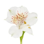 Alstroemeria 50 Stems of White Farm Direct Fresh Cut Flowers by Bloomingmore