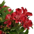thumbnail image 1 of Alstroemeria Inca Lolly 2 Plants in Quart Pots - Summer Rich Pink Blooms in Partial Sun, 1 of 2