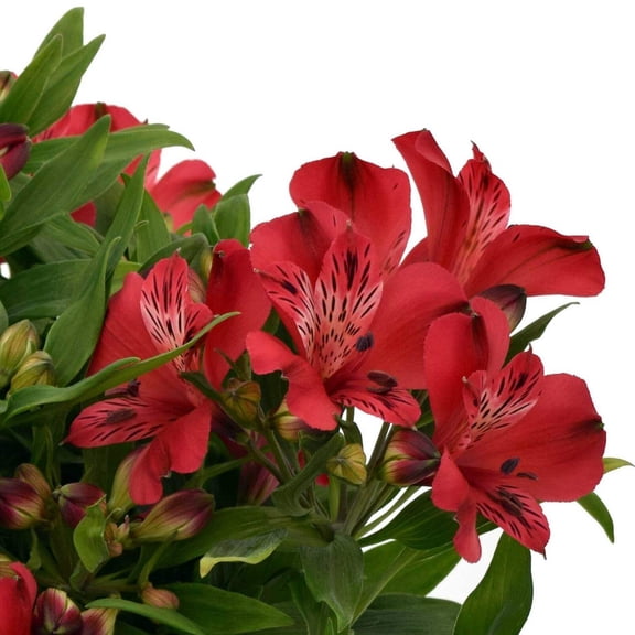 Alstroemeria Lolly 2 Potted Plants in Quart Pots, Spring Blooms, Dark Pink Flowers, Partial Sun