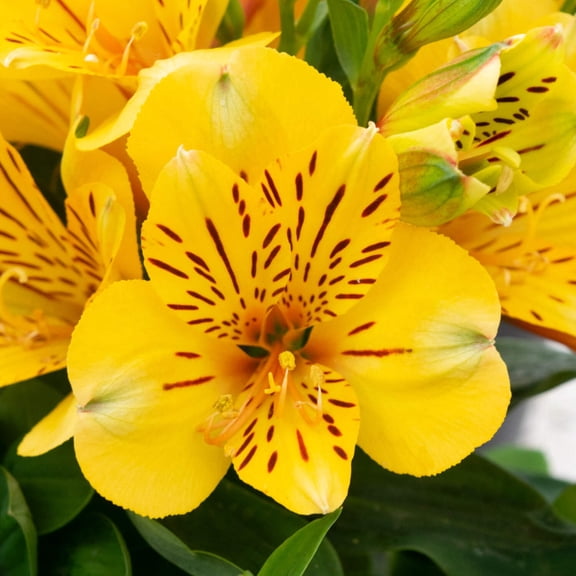 Alstroemeria Inca Rio - 2 Plants Rooted in Quart Pots, Spring Summer Blooms Partial Shade Sun