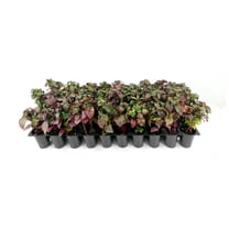 Alternanthera Little Ruby | 1 Live Plant | Alternanthera Dentata | Vibrant Foliage | Low Maintenance | Garden & Patio Decor | Fast Growing Groundcover | Outdoor Landscaping Shrub