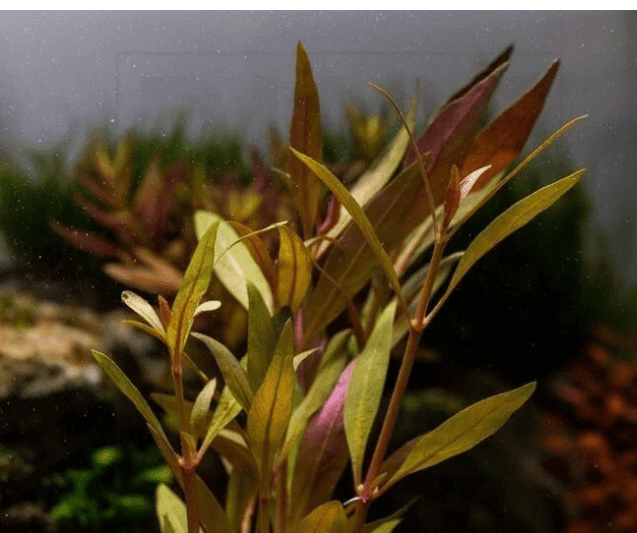 Alternanthera Reineckii Scarlet Temple Live Aquarium Plant – Red Freshwater Bunch Plant