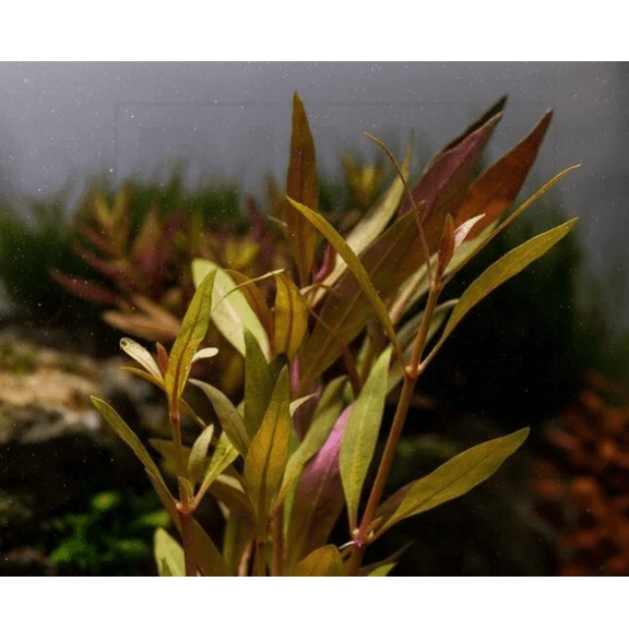 Alternanthera Reineckii Scarlet Temple Live Aquarium Plant Red Freshwater Bunch Plant