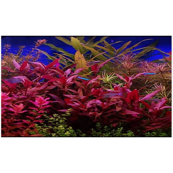 Alternanthera Reineckii Scarlet Temple Live Aquarium Plants Red Stem Plant Bunch for Planted Fish Tanks