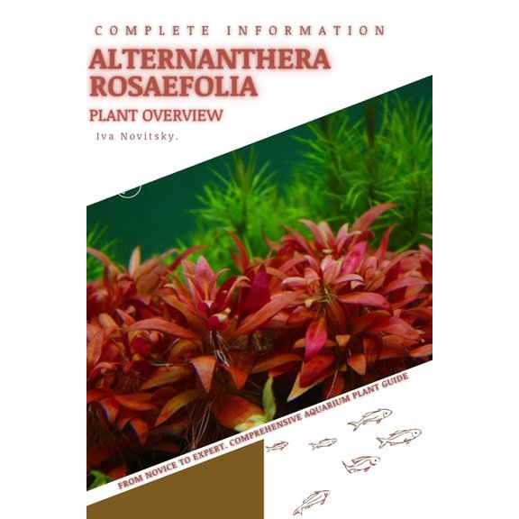 Alternanthera Rosaefolia : From Novice to Expert. Comprehensive Aquarium Plants Guide (Paperback)