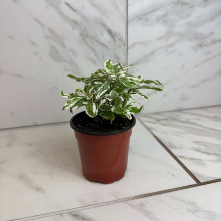 Alternanthera Snow Queen, 4" Plant, The Plant Farm