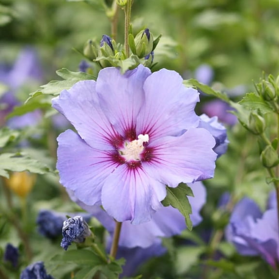 Althea Rose of Sharon Plants Live Trees, 8" Dormant Bare Roots, Hardy Hibiscus Flowering Shrub, Vibrant Outdoor Spring Planting, Fast-Growing Perennial (Blue Purple)