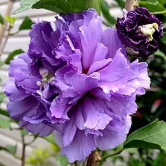 Althea Rose of Sharon Plants Live Trees, 8" Dormant Bare Roots, Hardy Hibiscus Flowering Shrub, Vibrant Outdoor Spring Planting, Fast-Growing Perennial (Purple)