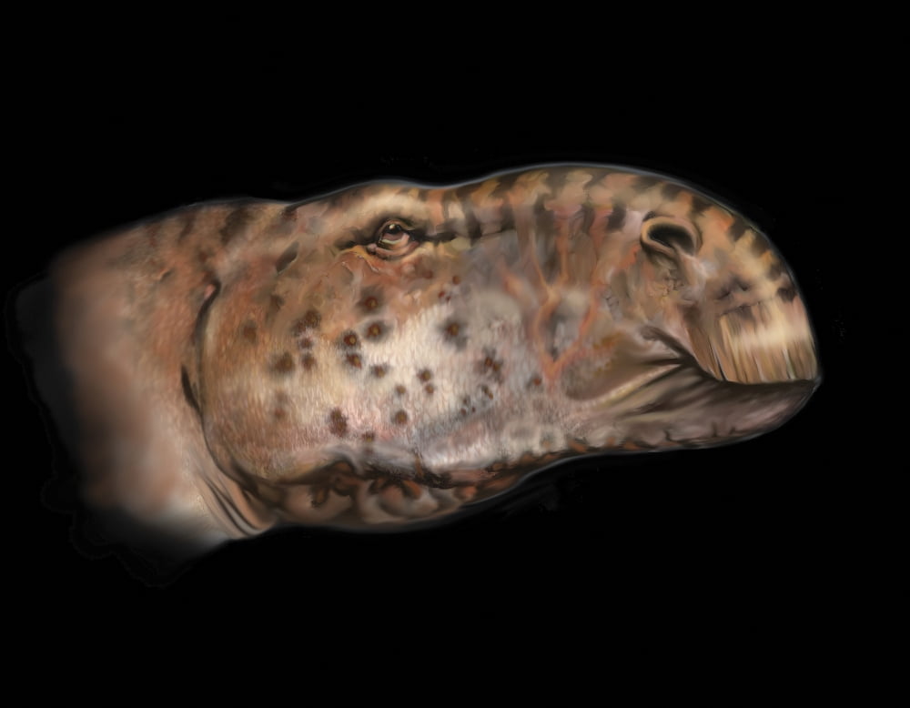 Altirhinus portrait Canvas Art - Jan SovakStocktrek Images (32 x 25)