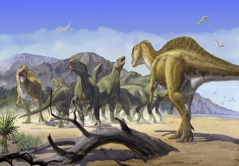 Altispinax dunkeri dinosaurs attack a group of Iguanodon Canvas Art - Sergey KrasovskiyStocktrek Images (35 x 24)