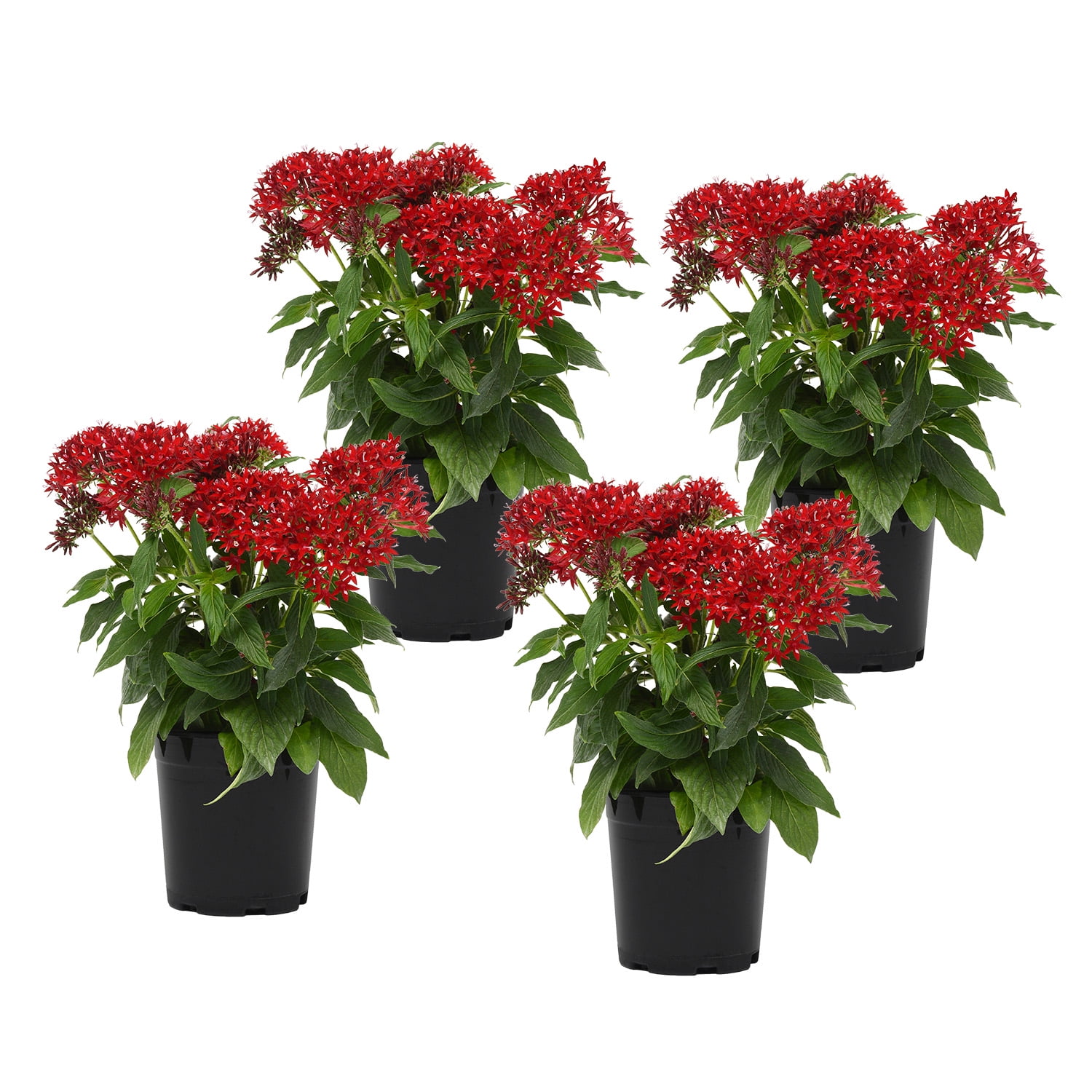 Altman Plants 1 Qt Pentas Red Plant Collection (4-Pack)