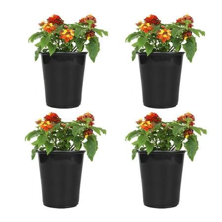 Altman Plants Dallas Red Lantana 4-Pack, Drought Tolerant Plants, 1 Qt Pot, Live Plant, Full Sun