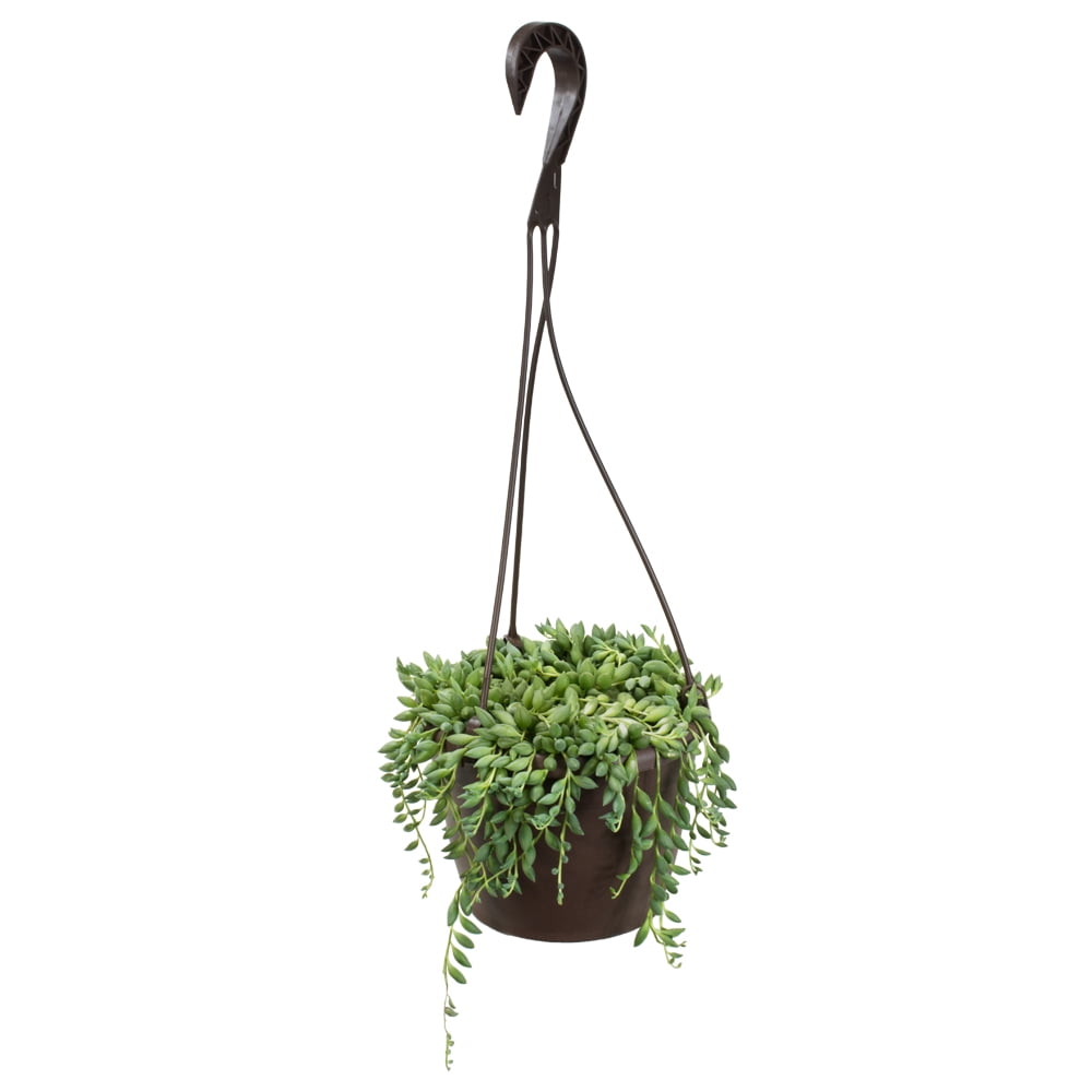 Senecio Raindrops Green Succulent in Black Hanging Planter
