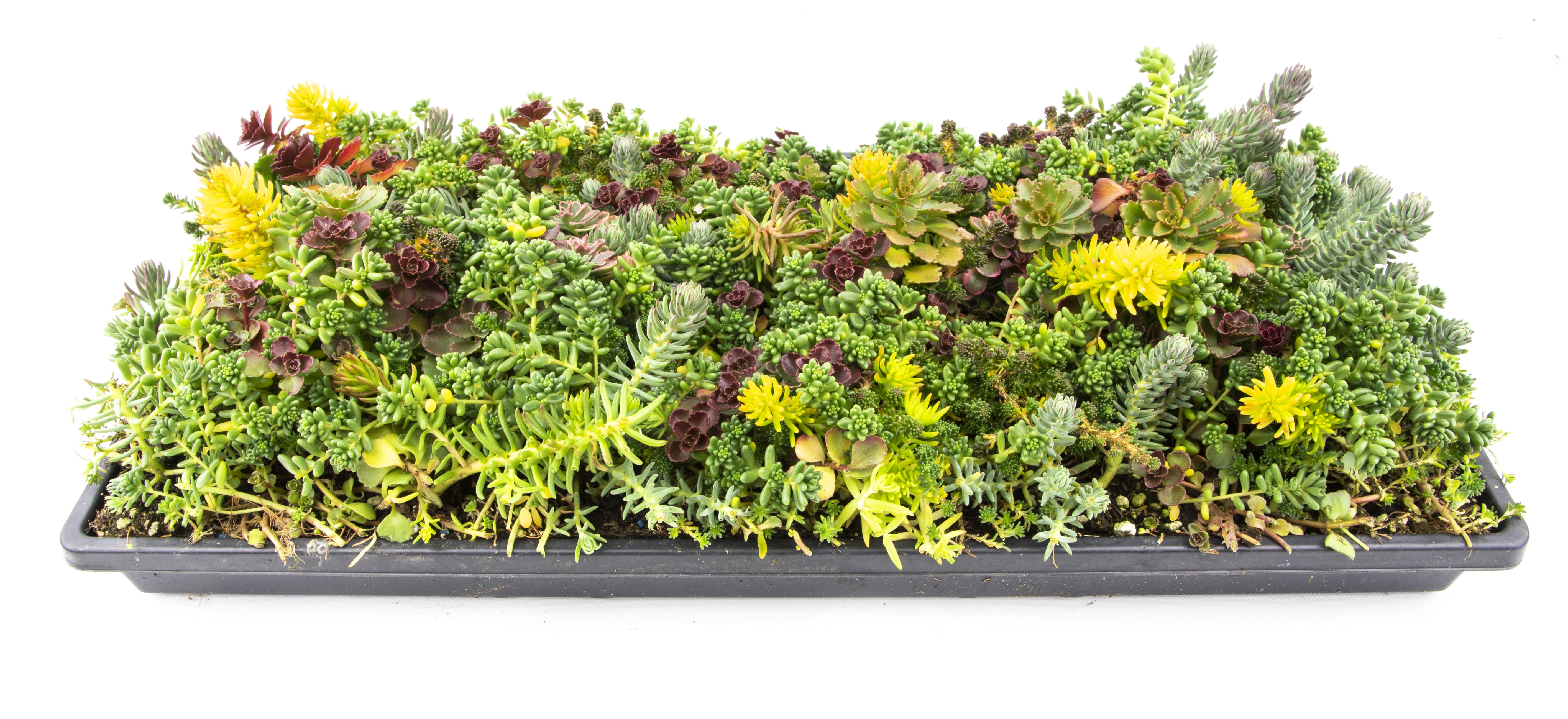 Multicolor Sedum Succulent Tray with Plastic Planter