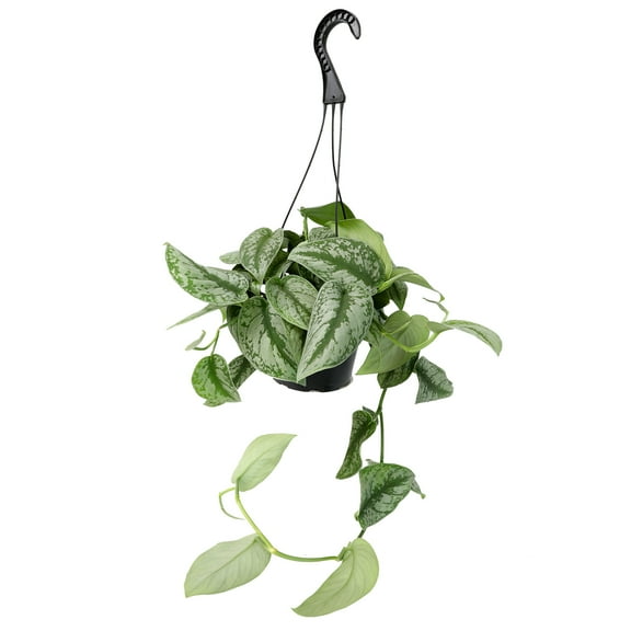 Altman Plants 11.00" Woven Houseplant Satin Pothos, Hanging Basket Plant with Tropical Vibes