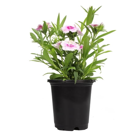 Altman Plants 17" Pink Dianthus Live Plants Pot (4 Pack)