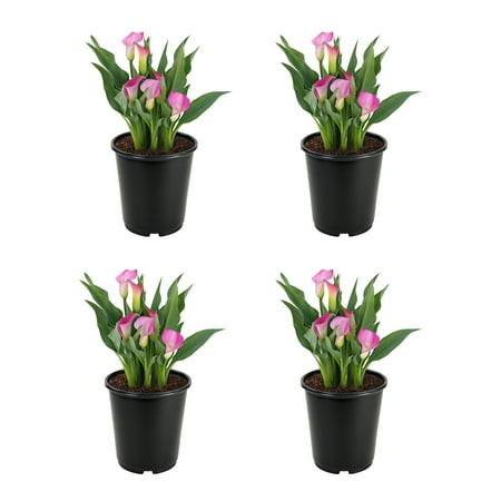Altman Plants Pink Calla Lily 4-Pack, Flowering Plants, 1 Qt Pots, Live Plants, Full to Part Sun