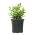 thumbnail image 1 of Altman Plants 1Gal Ilex Cornuta Burfordii Nana Live Plant Pot, 1 of 8