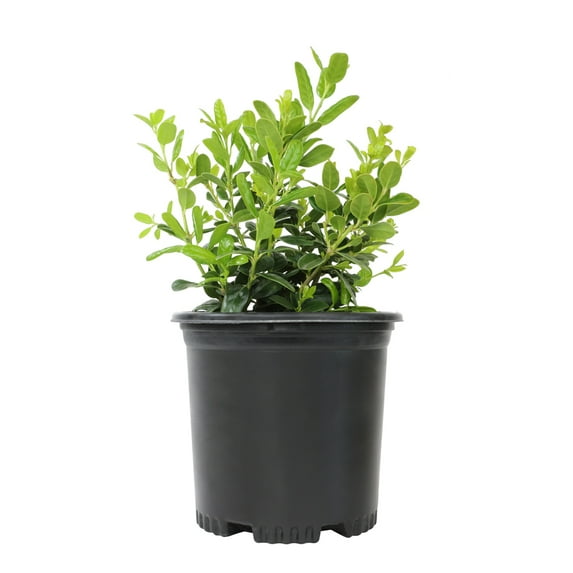 Altman Plants 1Gal Ilex Cornuta Burfordii Nana Live Plant Pot