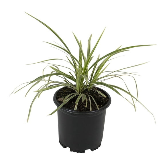 Altman Plants 1Gal Liriope Aztec Live Plant