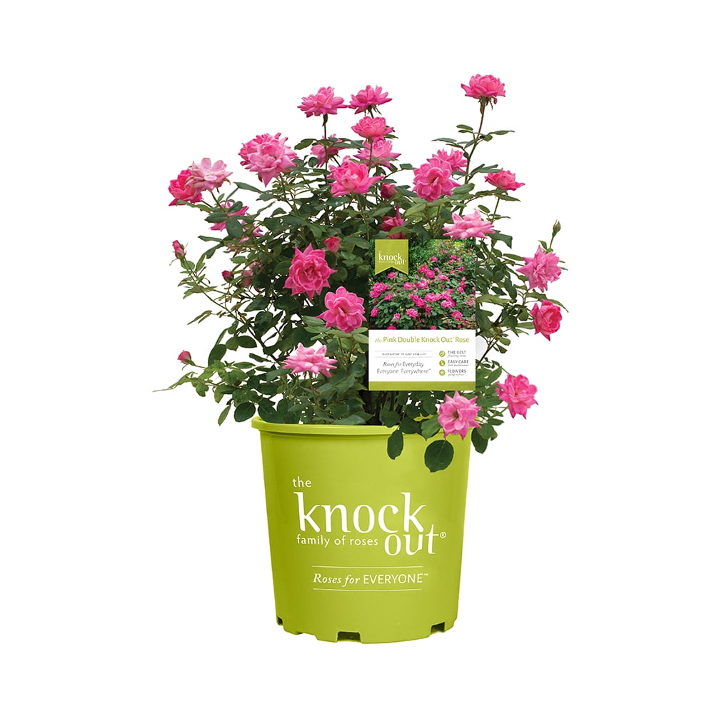 The Knock Out Family of Roses 'The Pink Double Knock Out Rose' Live Shrub in 1-Gallon Grower Pot