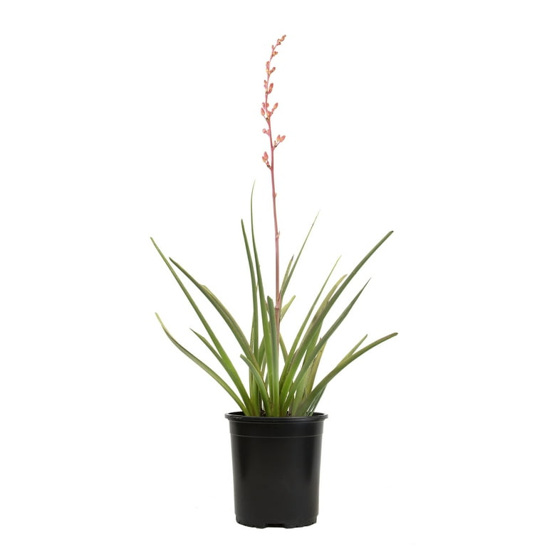 Altman Plants Red Yucca Outdoor Plant - Hesperaloe Parviflora