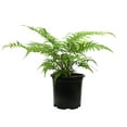 thumbnail image 1 of Altman Plants 1Gal Southern Wood Fern Live Plant, 1 of 7