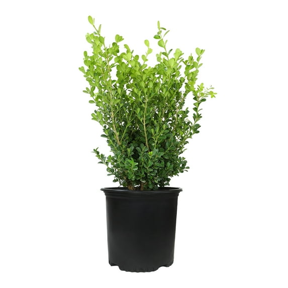 Altman Plants 2.25 Gal Buxus Japonica Shrub Live Plant