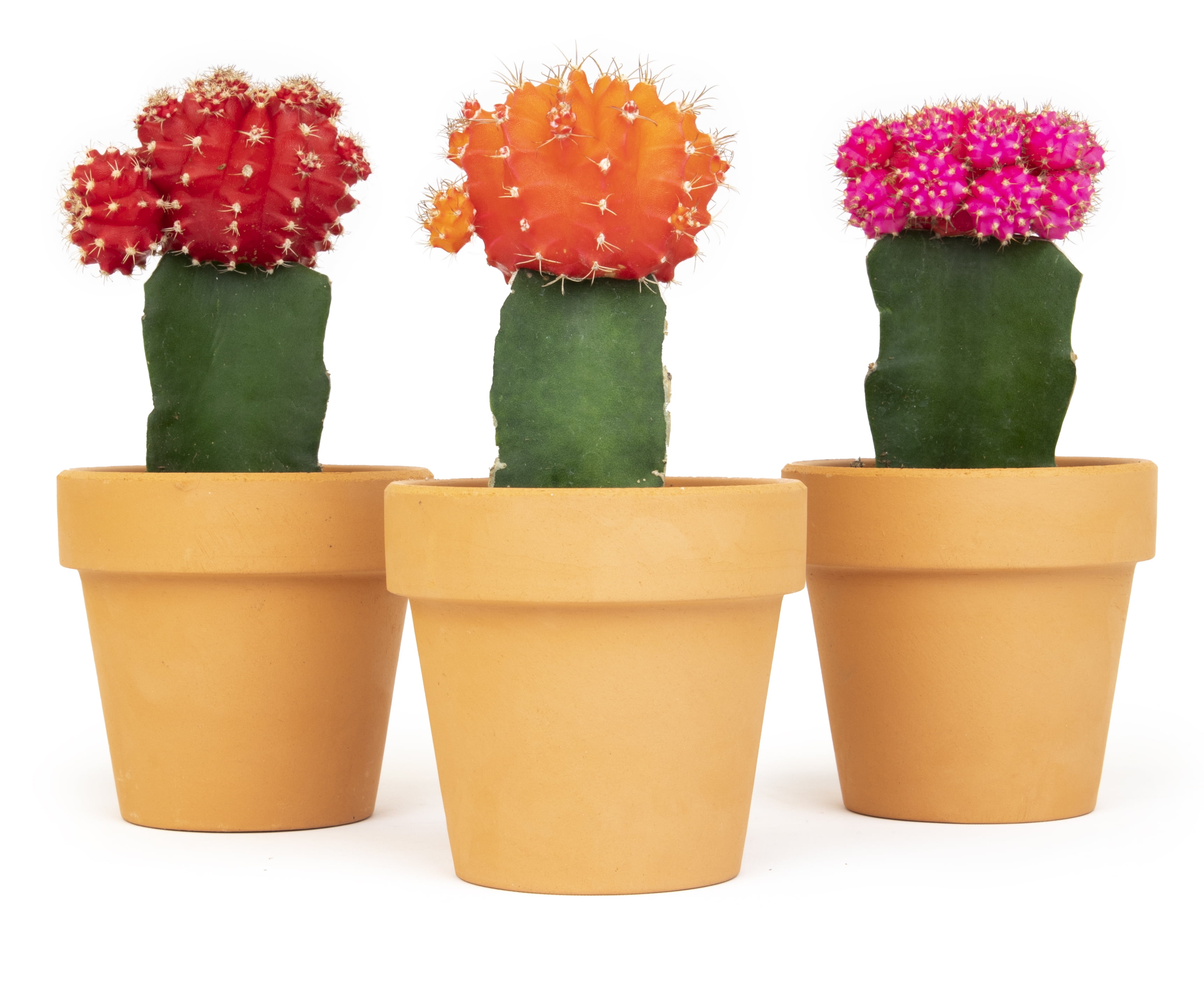 10 Cactus Plants Potted Terracotta 2 pots, assorted cactus plants