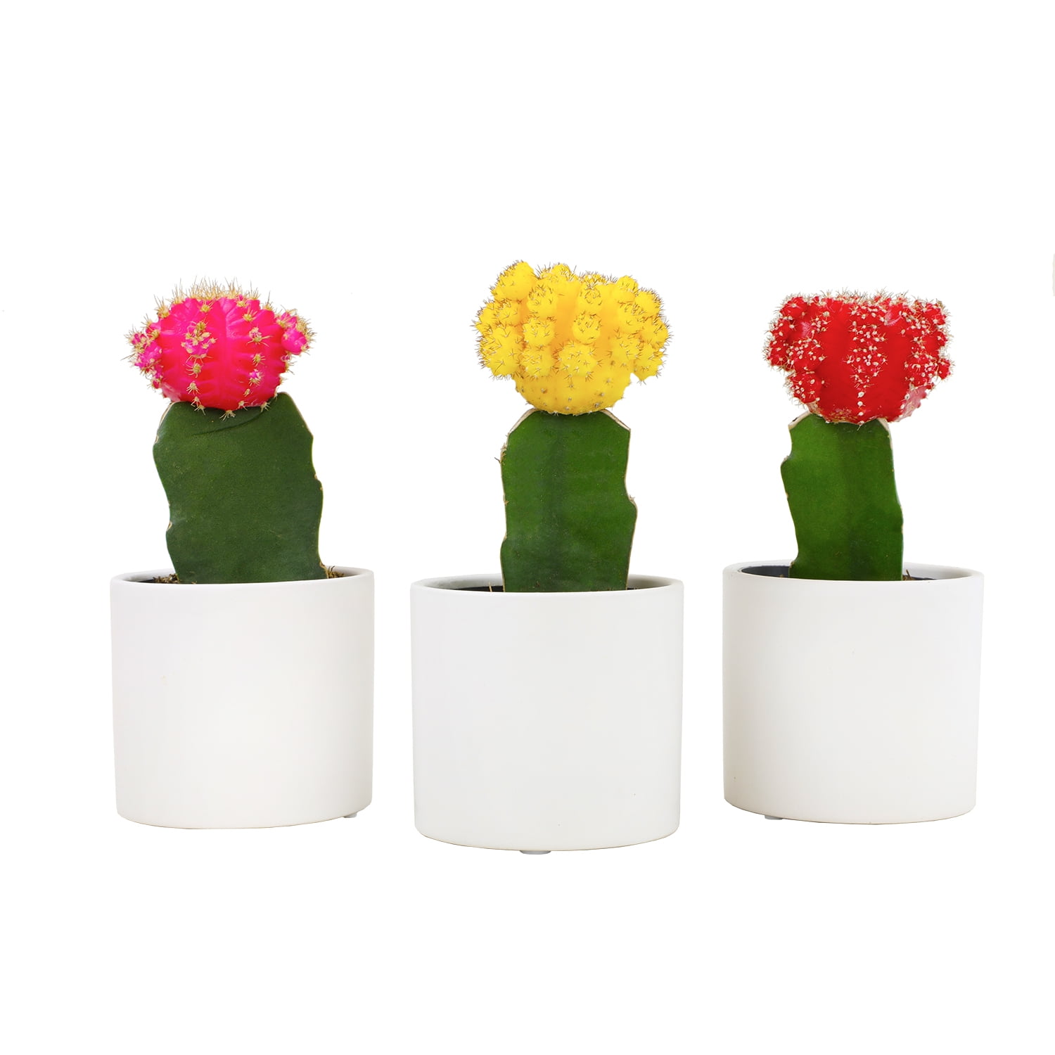 Vibrant Grafted Cactus Trio in White Ceramic Pots